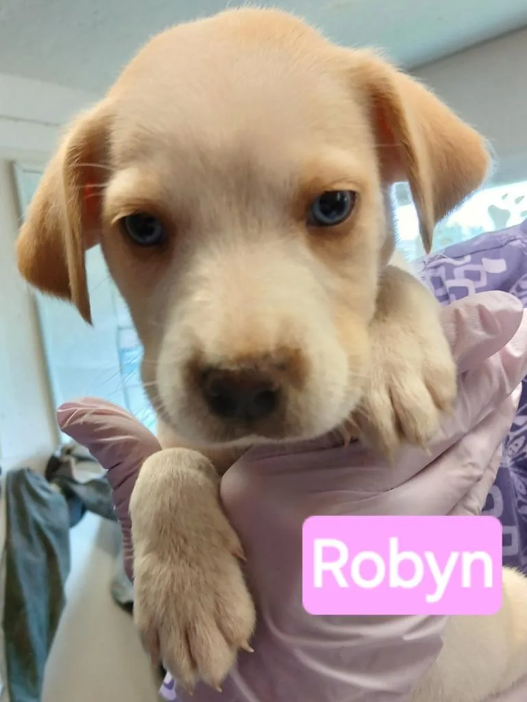 Robyn thumbnail 2
