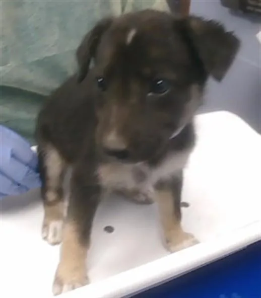 A baby small-sized female German Shepherd Dog dog named Calafia for adoption in Phoenix, AZ