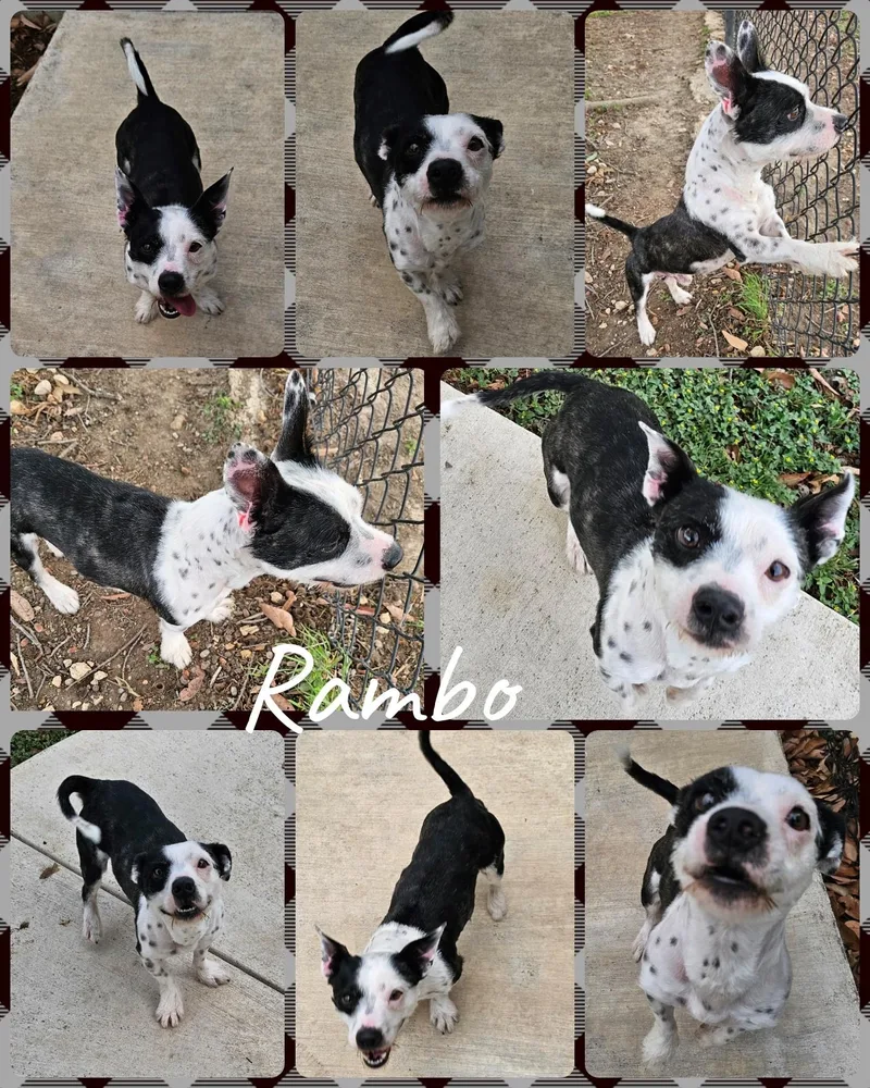 An adult small-sized male Black Terrier dog named Rambo for adoption in Universal City, TX