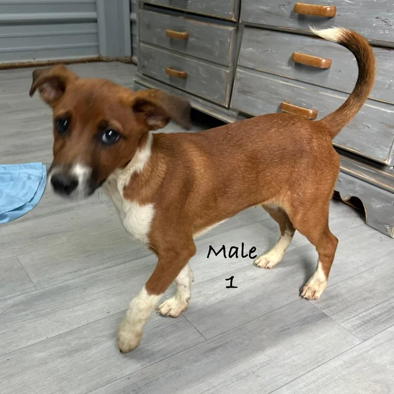 A young medium-sized male Red / Chestnut / Orange Australian Shepherd dog named Twix for adoption in Princeton, KY