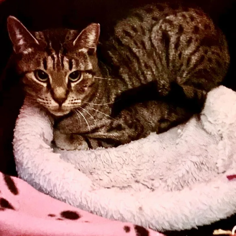 An adult medium-sized female Brown / Chocolate Domestic Short Hair cat named Mod Podge for adoption in Austin, TX