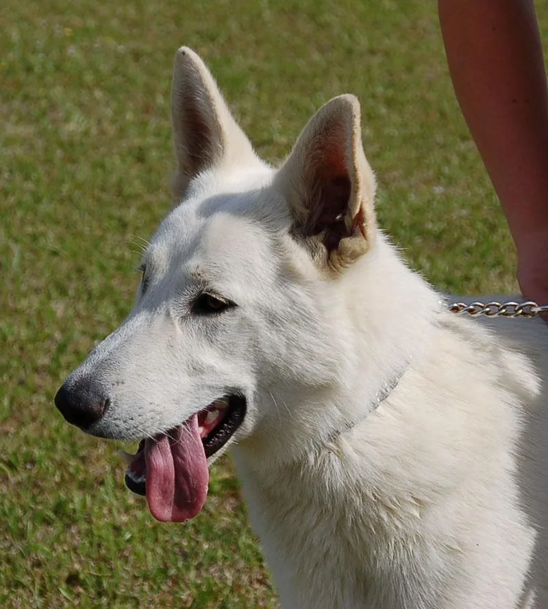 A young large-sized male White / Cream German Shepherd Dog dog named Millo for adoption in Preston, CT