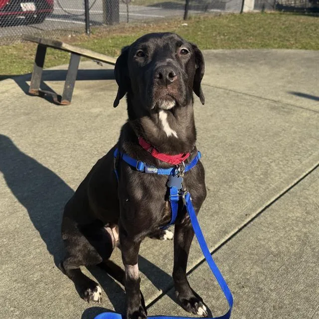 An adult medium-sized female Labrador Retriever dog named Percy for adoption in Boston, MA