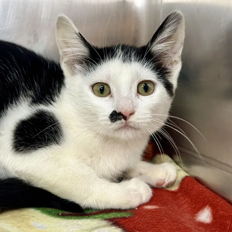 A baby small-sized female White Domestic Short Hair cat named Sugar for adoption in Matteson, IL