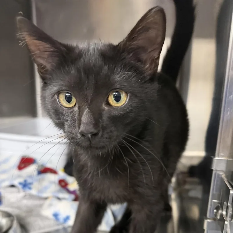 A baby small-sized male Black Domestic Short Hair cat named Willie for adoption in Falls Church, VA