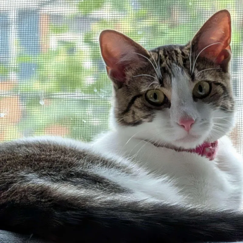 A baby small-sized female Tabby (Gray / Blue / Silver) Domestic Short Hair cat named Lily for adoption in Weehawken, NJ