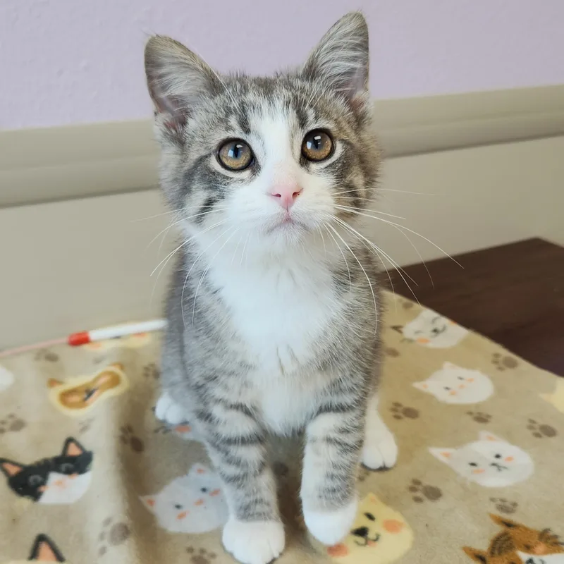 A baby medium-sized male Tabby (Gray / Blue / Silver) Tabby cat named Motorola for adoption in Marshfield, WI