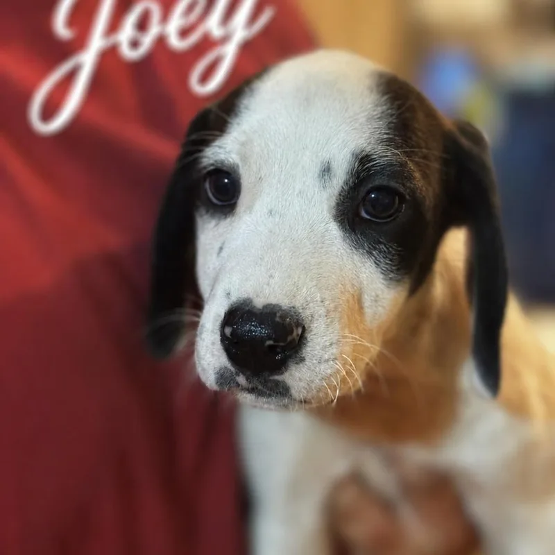 A baby small-sized male White / Cream Beagle dog named Joey for adoption in Opelika, AL