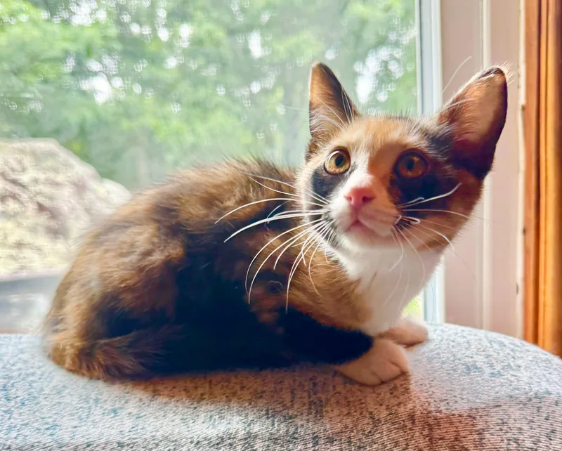 A baby medium-sized female Calico Domestic Medium Hair cat named Cleo for adoption in Fort Payne, AL