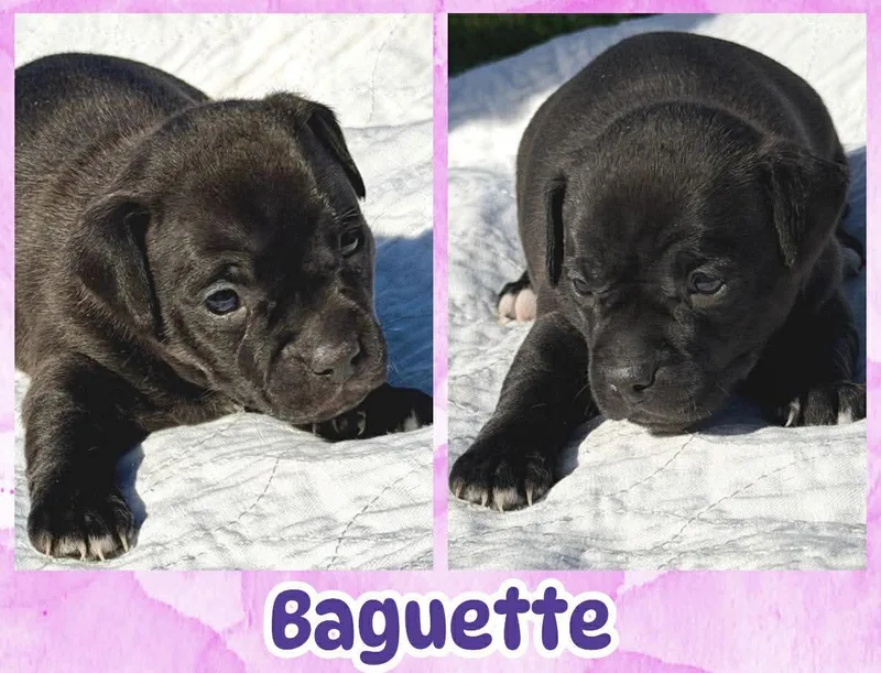 A baby small-sized female Black Chihuahua dog named Baguette for adoption in Ringwood, NJ