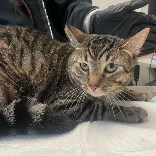 A young large-sized male Domestic Short Hair cat named Working Cat Leo for adoption in San Diego, CA