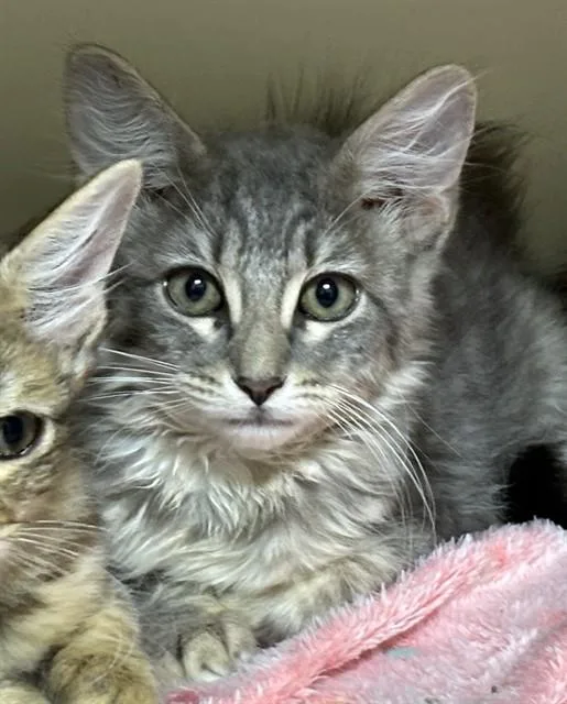 A baby medium-sized female Domestic Long Hair cat named Ash for adoption in Dedham, MA