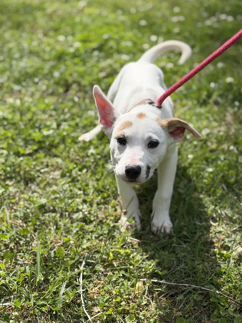 A baby small-sized female Terrier dog named Penne for adoption in Locust Fork, AL