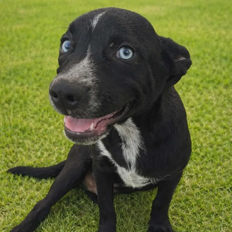 A baby medium-sized male Black Mixed Breed dog named Freddy for adoption in Pittsburg, KS