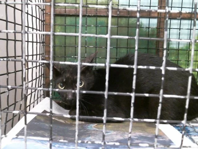 A baby small-sized female Domestic Short Hair cat named A for adoption in Houston, TX