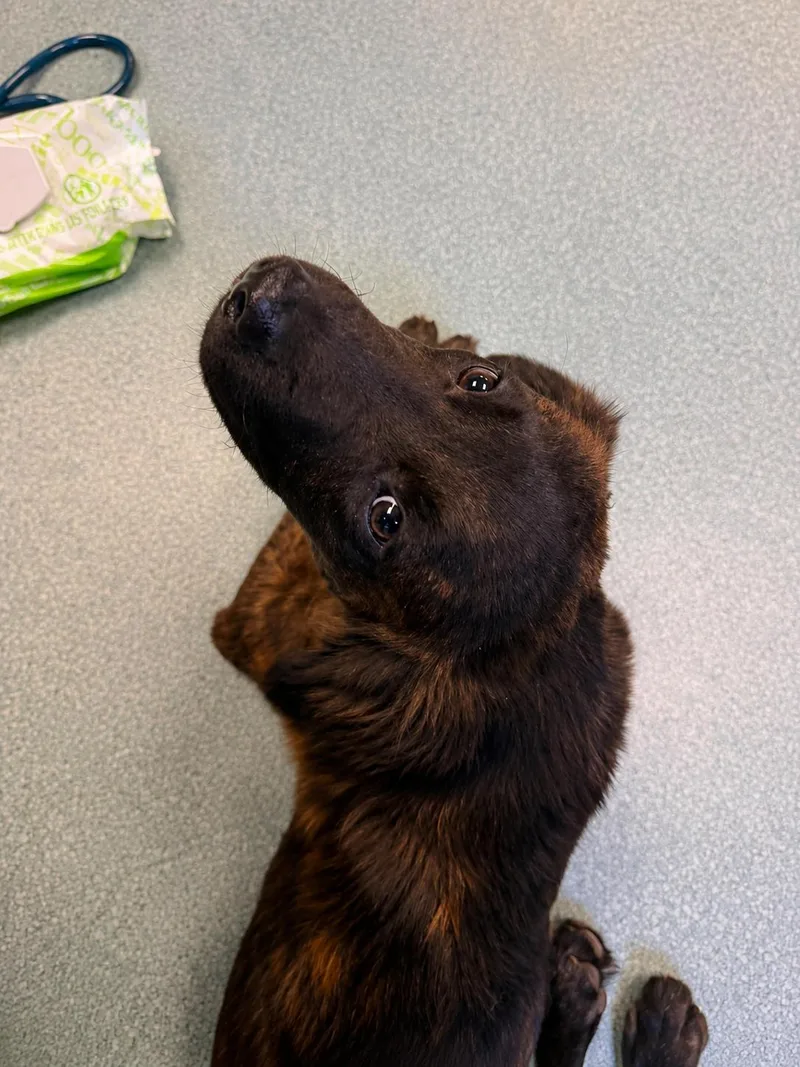 A baby medium-sized male Brindle American Staffordshire Terrier dog named Cardy for adoption in Tomball, TX
