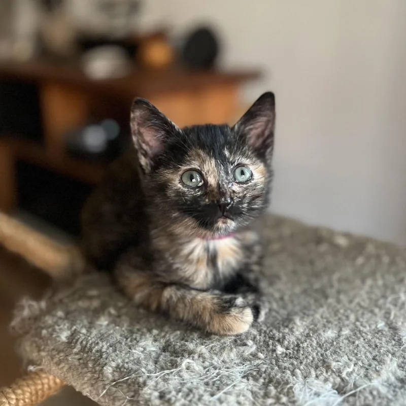 A baby small-sized female Black Domestic Short Hair cat named Stella for adoption in Spokane, WA