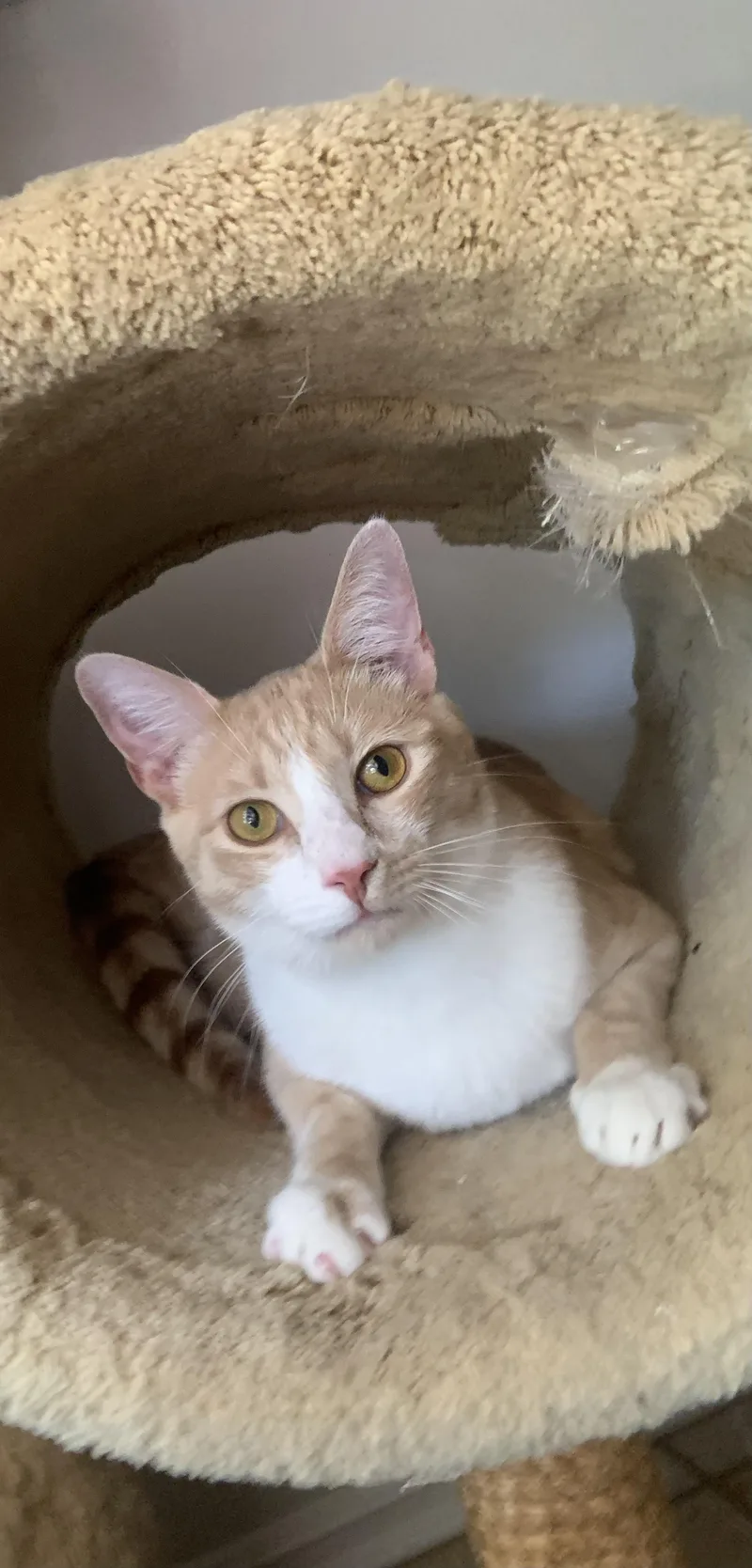 A young medium-sized male Buff & White Domestic Short Hair cat named Loki for adoption in Los Angeles, CA