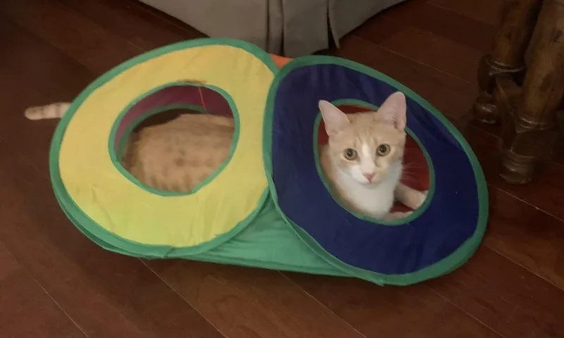 Loki thumbnail 3