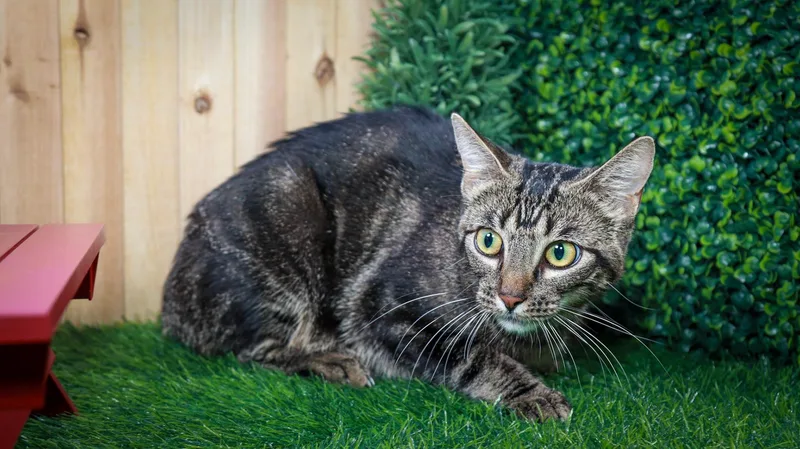 A young medium-sized female Tabby (Gray / Blue / Silver) Tabby cat named Maple for adoption in Parker, TX
