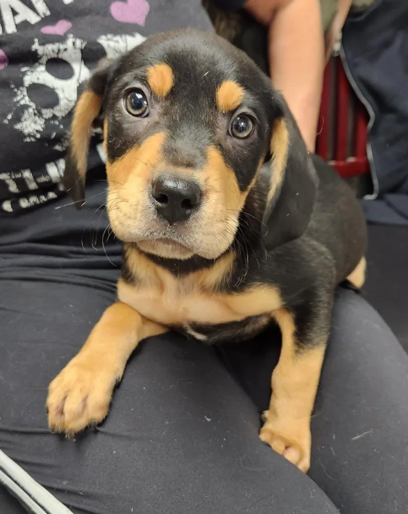 A baby medium-sized male Rottweiler dog named Diesel for adoption in Walnutport, PA