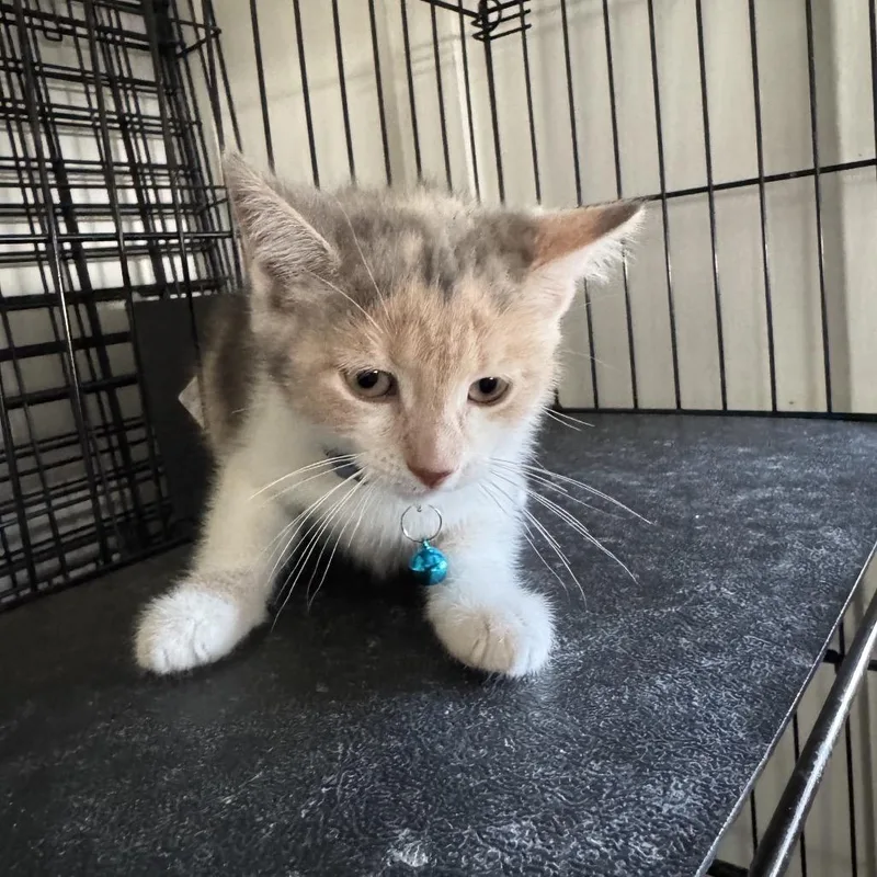 A baby small-sized female Gray / Blue / Silver Domestic Short Hair cat named Clementine Chino Hills for adoption in Chino Hills, CA