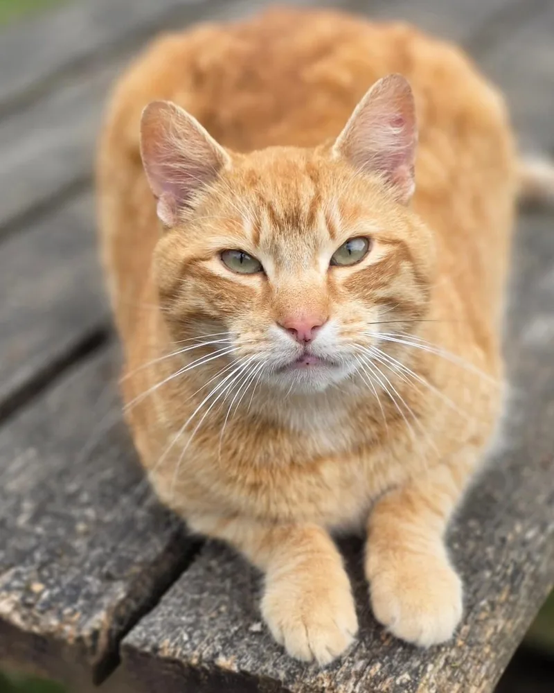 An adult large-sized male Tabby (Orange / Red) Domestic Short Hair cat named Chomper for adoption in Oakville, WA