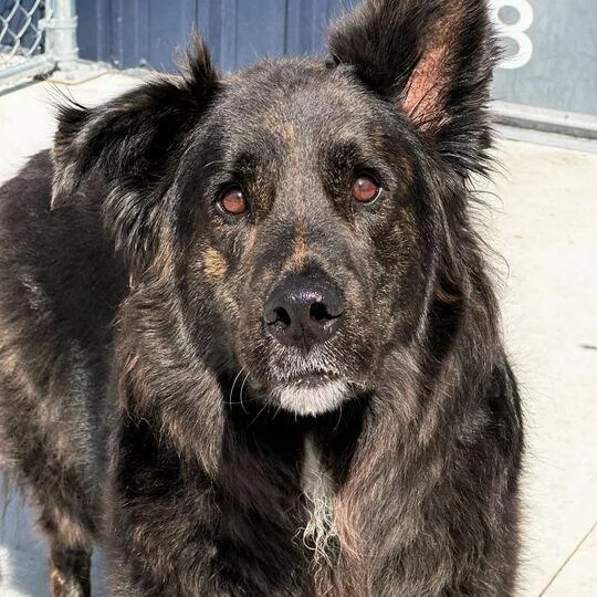 An adult large-sized male Black Shepherd dog named Fuzwald for adoption in Matteson, IL