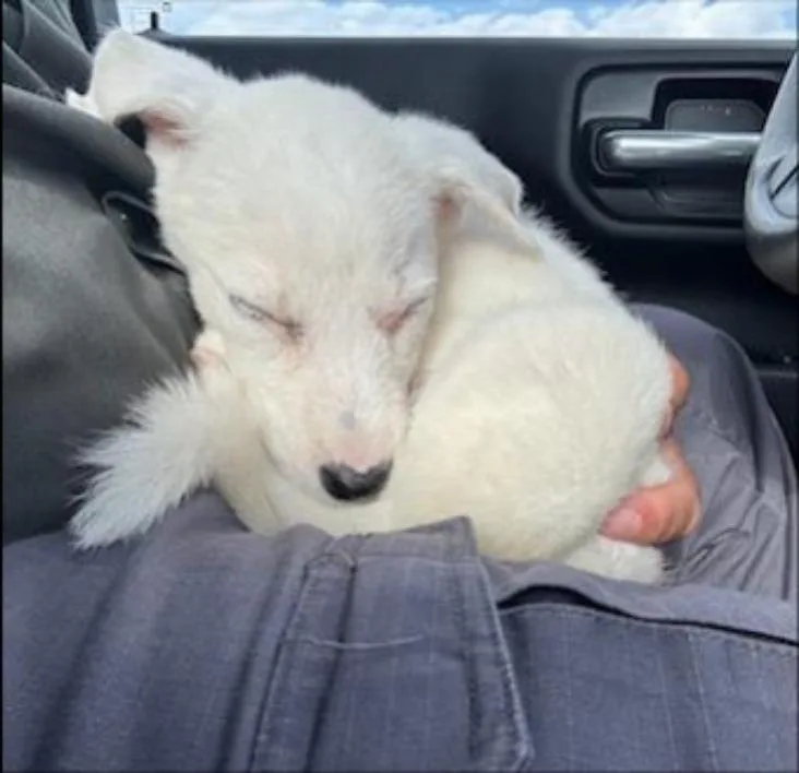 A baby medium-sized female Retriever dog named Gillie for adoption in Thompson Falls, MT