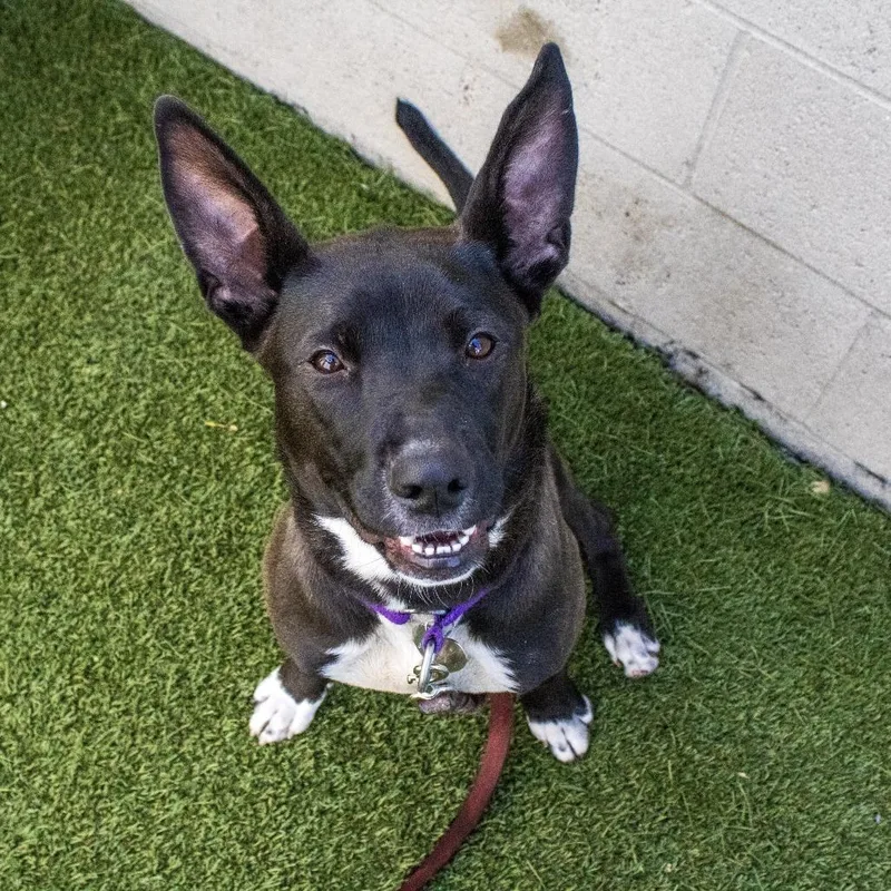 A young medium-sized female Black Mixed Breed dog named Foxie for adoption in Los Angeles, CA