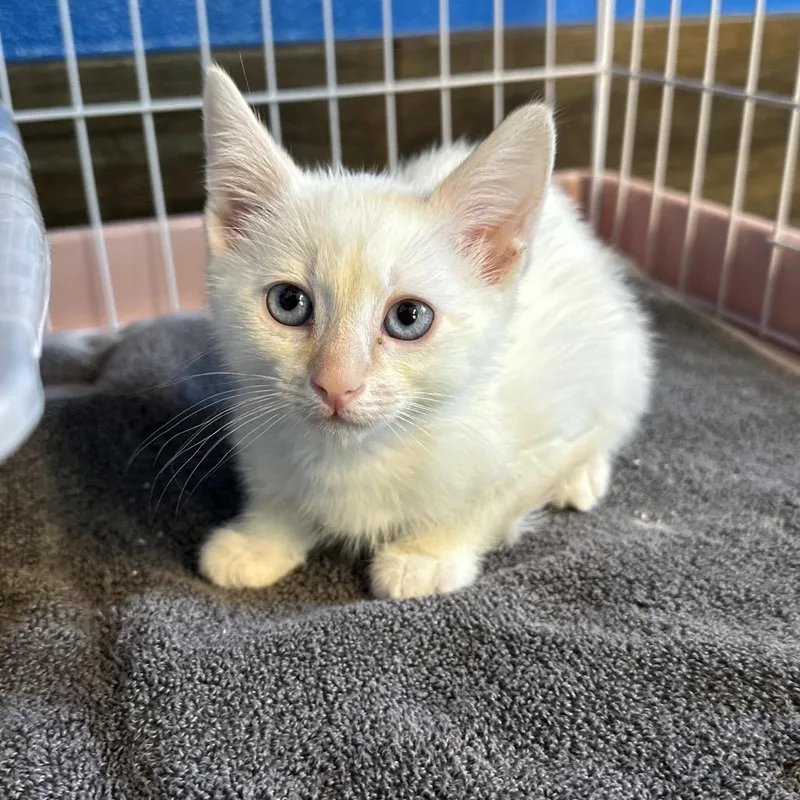 A baby small-sized male White Siamese cat named Dallas for adoption in Yucaipa, CA
