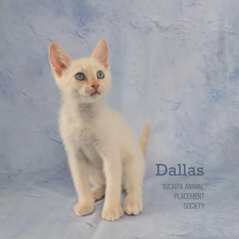 Dallas thumbnail 2