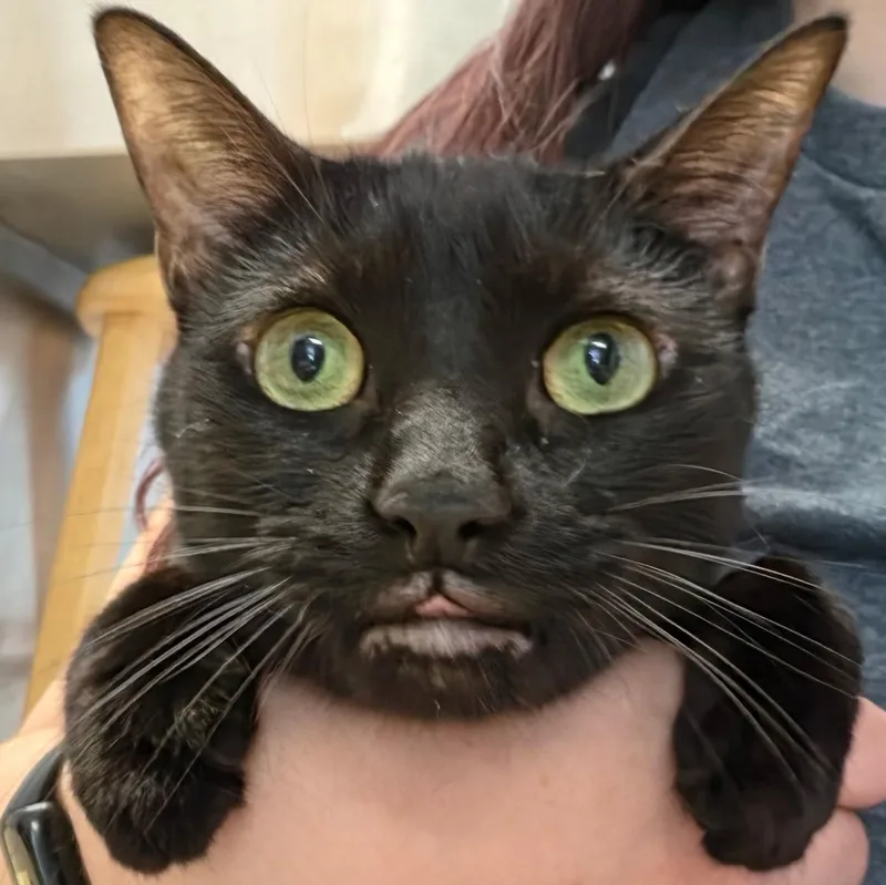 An adult medium-sized female Domestic Short Hair cat named Stella for adoption in Warwick, RI
