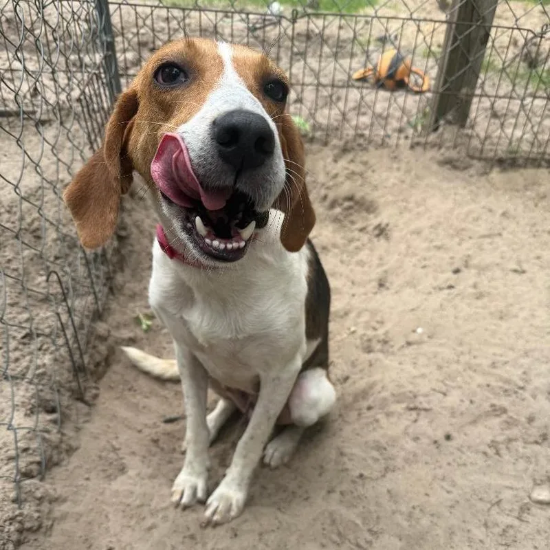 An adult medium-sized female White / Cream Hound dog named Roulette for adoption in North Myrtle Beach, SC