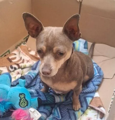 A young small-sized female Chihuahua dog named Kiara for adoption in St. Augustine, FL