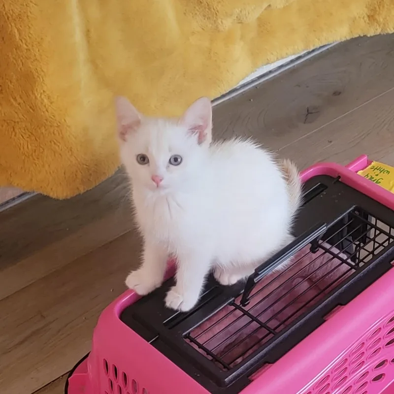 A baby medium-sized male Flame Point Siamese cat named Banjo for adoption in Wyandotte, MI