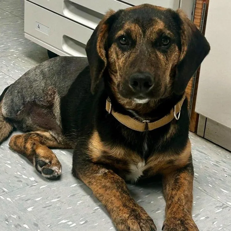 A baby medium-sized male Tricolor (Brown, Black, & White) Coonhound dog named Toby for adoption in New Philadelphia, OH
