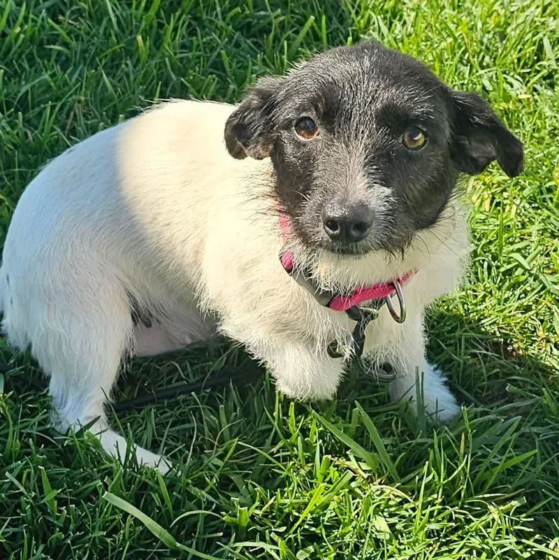 A young small-sized female Jack Russell Terrier dog named Pimm for adoption in Minooka, IL