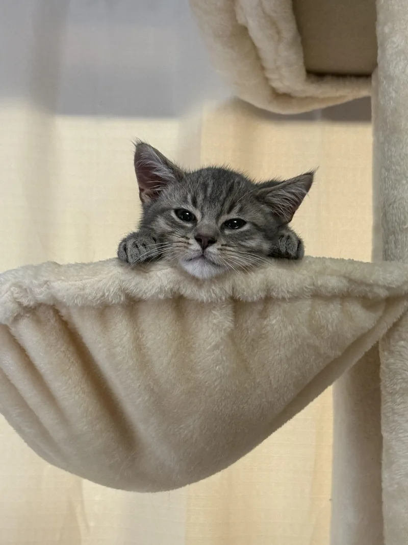 A baby small-sized male Tabby (Gray / Blue / Silver) Domestic Short Hair cat named Ollie for adoption in Kirksville, MO