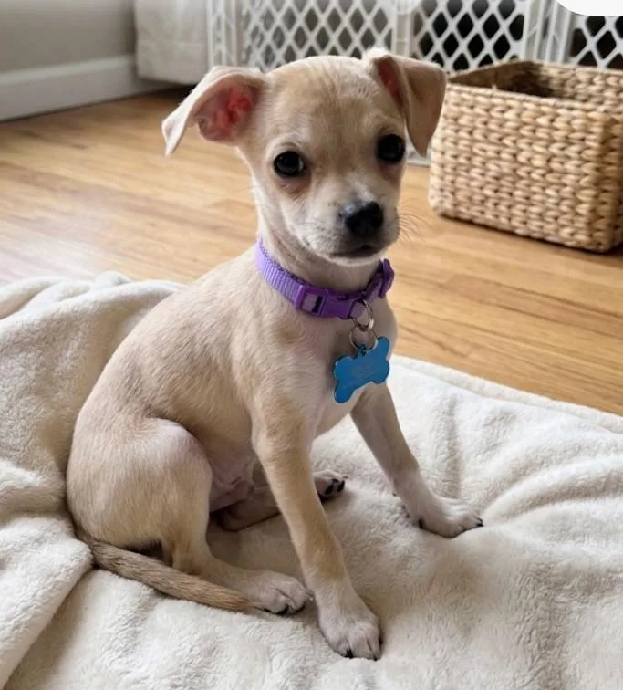 A baby small-sized female Yellow / Tan / Blond / Fawn Chihuahua dog named Mimosa for adoption in Dallas, TX