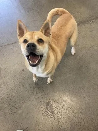 A young medium-sized female Apricot / Beige Mixed Breed dog named Pita for adoption in Mishawaka, IN