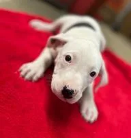 A baby medium-sized female Mixed Breed dog named Ariel for adoption in West Chester, PA
