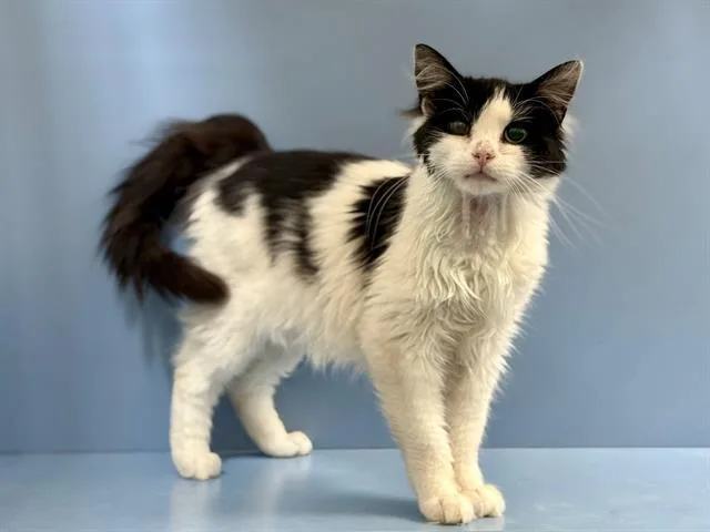 A young medium-sized male Domestic Medium Hair cat named Stewey for adoption in Martinez, CA