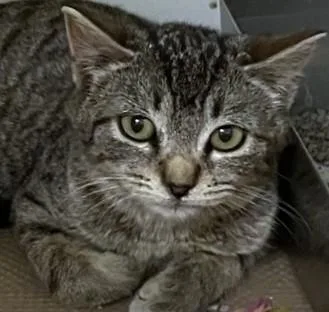 A young medium-sized female Domestic Short Hair cat named Maddox for adoption in Dedham, MA