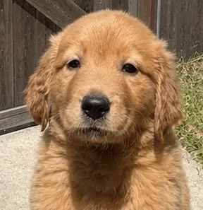 A baby large-sized male Golden Retriever dog named Liberty And Indy for adoption in Cerritos, CA