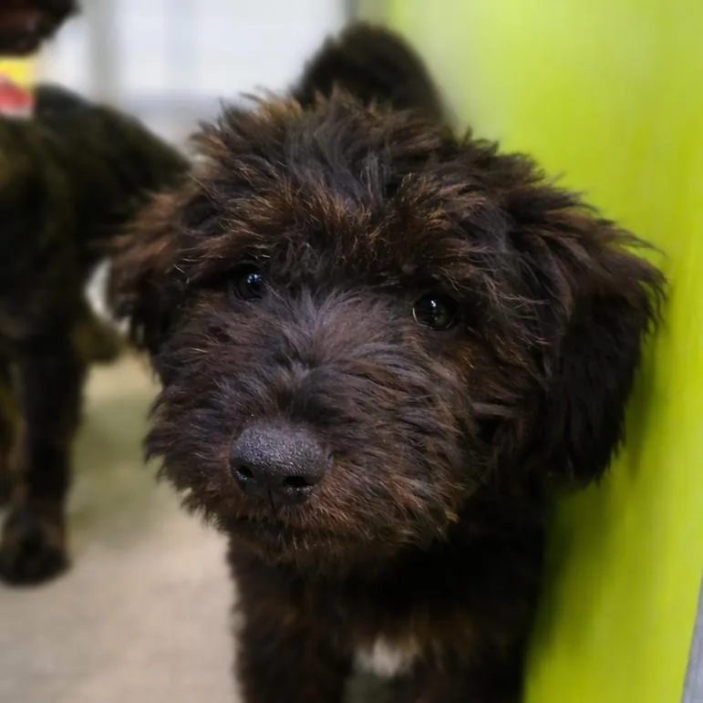 A young small-sized female Brindle Terrier dog named Hermuttie Granger for adoption in San Jacinto, CA