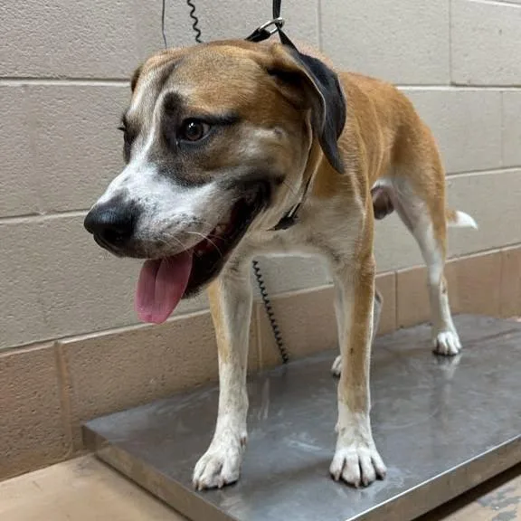 An adult medium-sized male Mixed Breed dog named Benny Bounce for adoption in Gadsden, AL