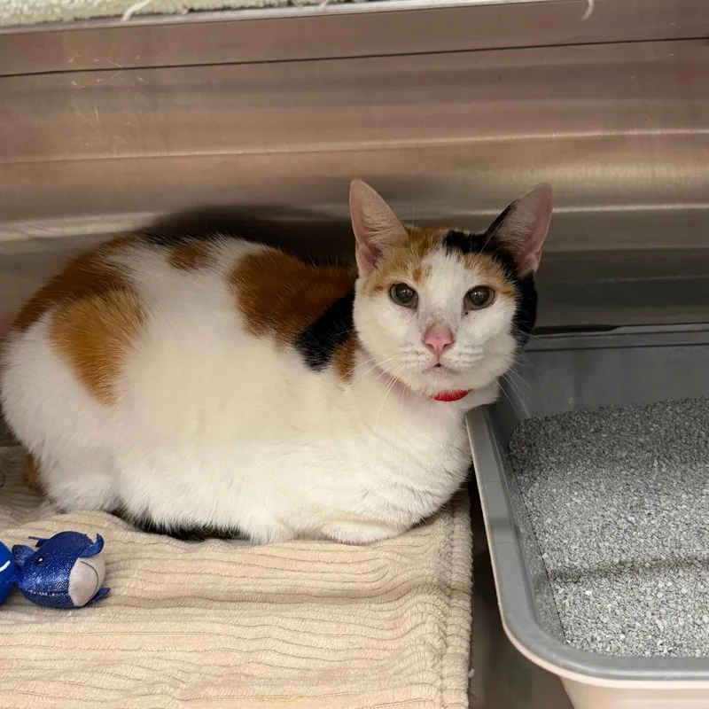 A senior large-sized female Calico Domestic Short Hair cat named Marley for adoption in Hamburg, NY