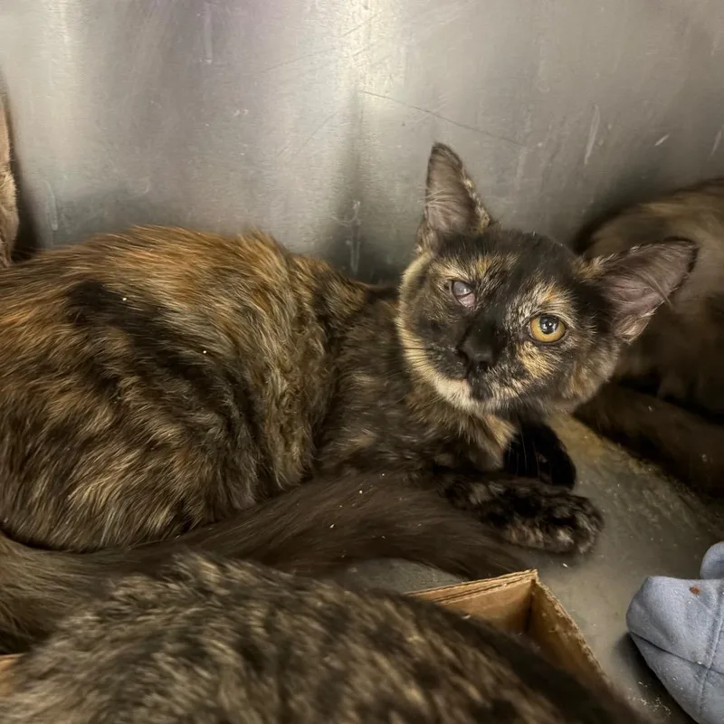 A baby small-sized female Tortoiseshell Domestic Short Hair cat named Lil' Stinkbug for adoption in Westminster, CA