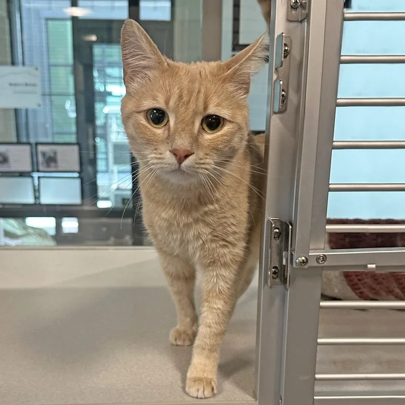 An adult medium-sized female Buff / Tan / Fawn Domestic Short Hair cat named Wilma for adoption in Hailey, ID